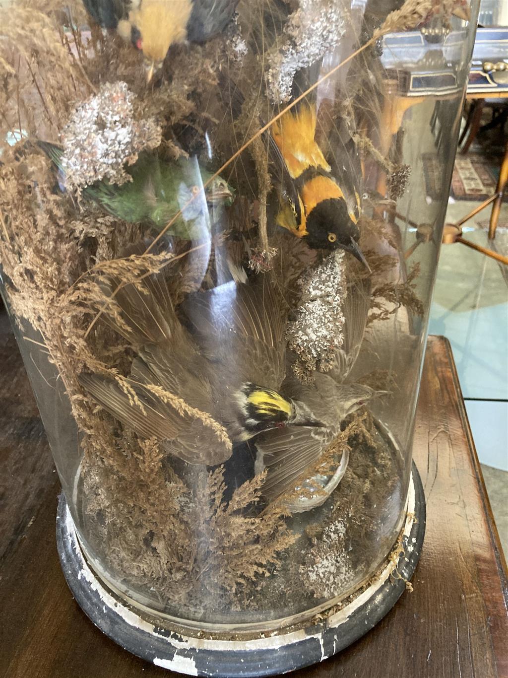 A Victorian taxidermic bird display in a glass dome, height 71cm